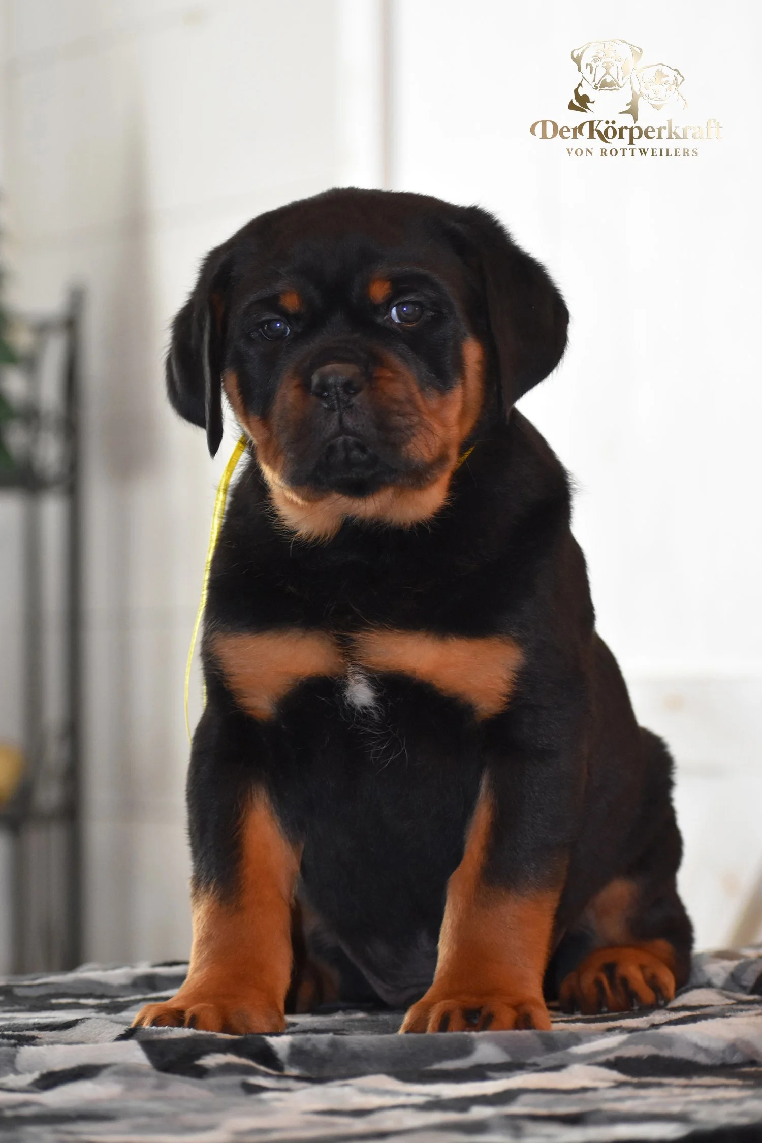 DKV Rottweilers | German Rottweiler Puppies For Sale | DKV